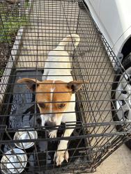 Found/Stray Female Dog last seen Grantvill BP gas station , Asheboro, NC 27205