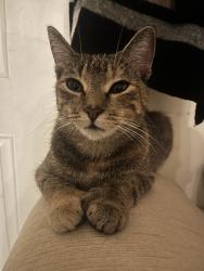 Lost Female Cat last seen Rose ave, East Naples, FL 34112