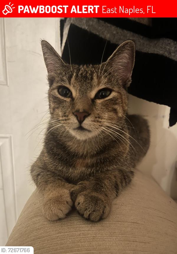 Lost Female Cat last seen Rose ave, East Naples, FL 34112
