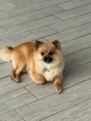Lost Female Dog last seen Near and 34 inverrary blvd and west oakland, Lauderhill, FL 33319