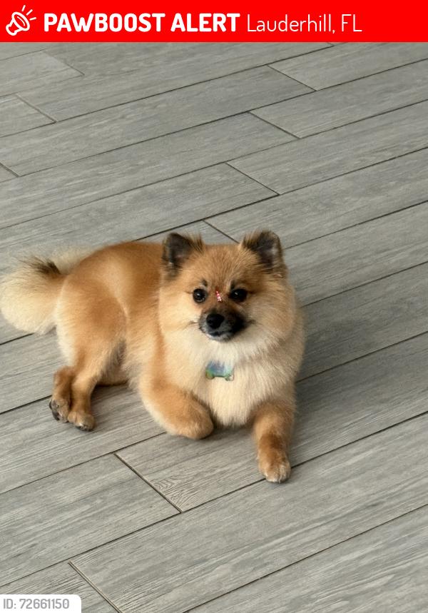 Lost Female Dog last seen Near and 34 inverrary blvd and west oakland, Lauderhill, FL 33319