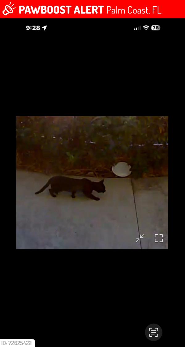 Lost Male Cat last seen Near Roseann Pl , Palm Coast, FL 32164