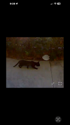 Lost Male Cat last seen Near Roseann Pl , Palm Coast, FL 32164