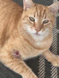Found/Stray Male Cat last seen Near Ocean Hwy E Leland, NC  28451 United States, Leland, NC 28451