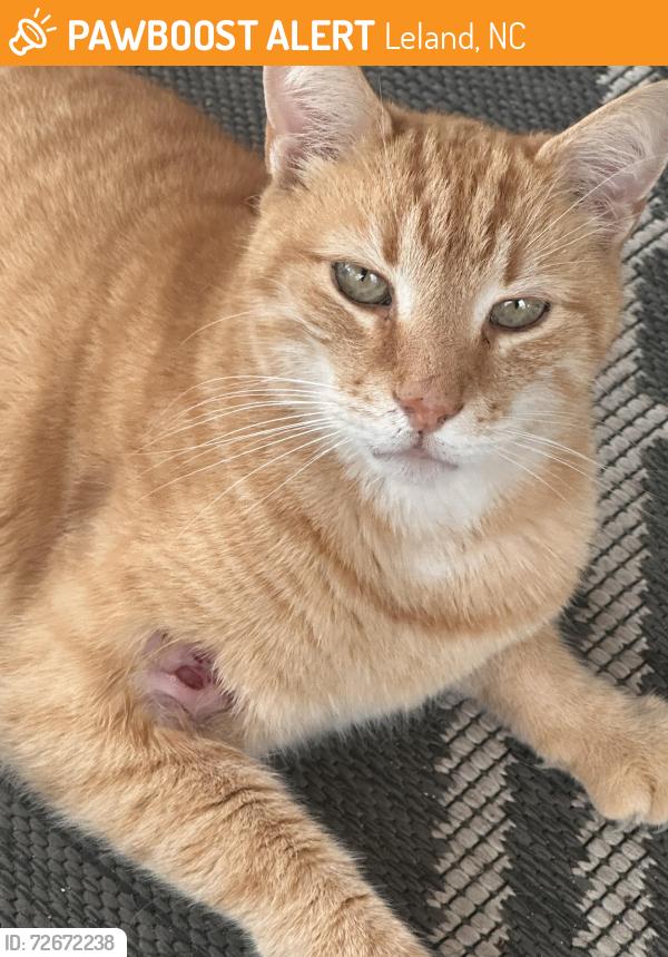 Found/Stray Male Cat last seen Near Ocean Hwy E Leland, NC  28451 United States, Leland, NC 28451