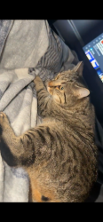 Lost Male Cat last seen 8th place, Pleasant Grove, AL 35127