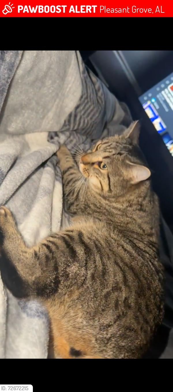Lost Male Cat last seen 8th place, Pleasant Grove, AL 35127