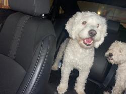 Lost Male Dog last seen Chancellor ave and coit st , Irvington, NJ 07111