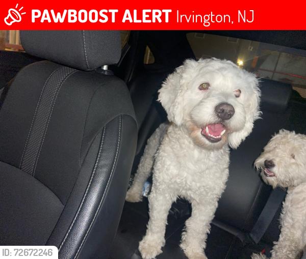 Lost Male Dog last seen Chancellor ave and coit st , Irvington, NJ 07111