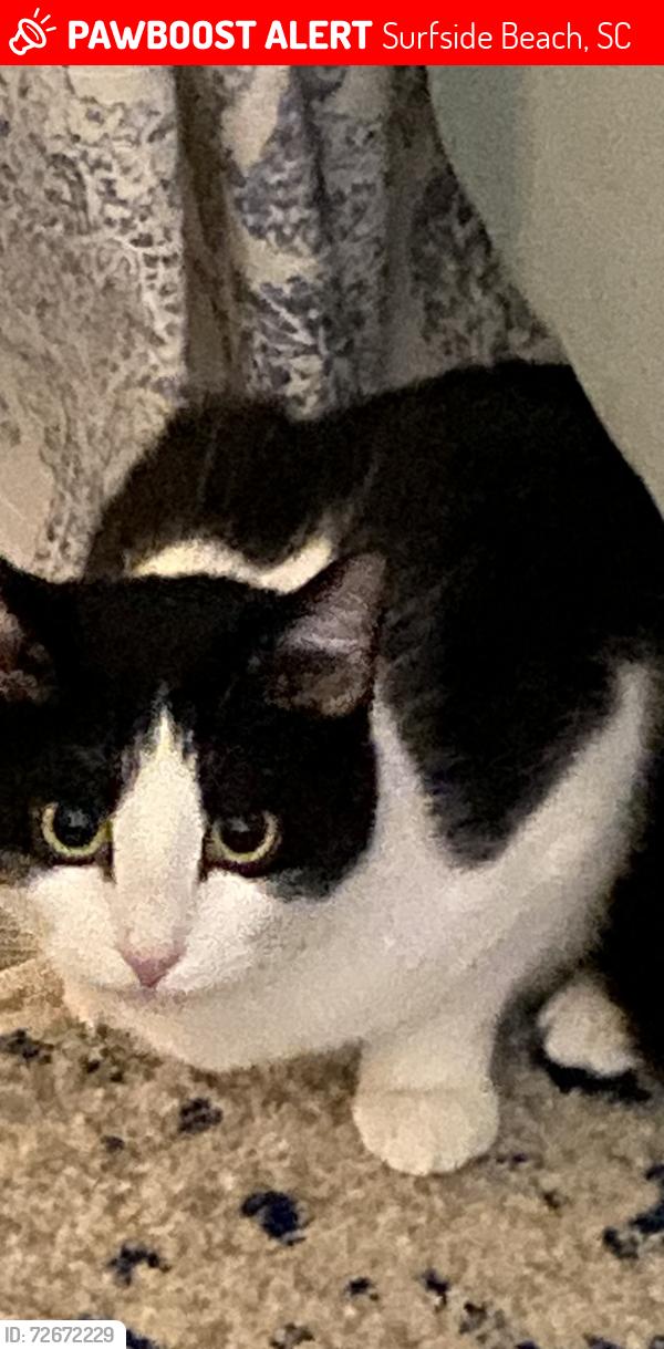 Lost Female Cat last seen Platt Blvd/ Business 17, Surfside Beach, SC 29575