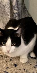 Lost Female Cat last seen Platt Blvd/ Business 17, Surfside Beach, SC 29575