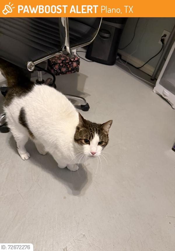 Found/Stray Male Cat last seen Near Colonnade Drive, Plano, Plano, TX 75024