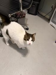 Found/Stray Male Cat last seen Near Colonnade Drive, Plano, Plano, TX 75024