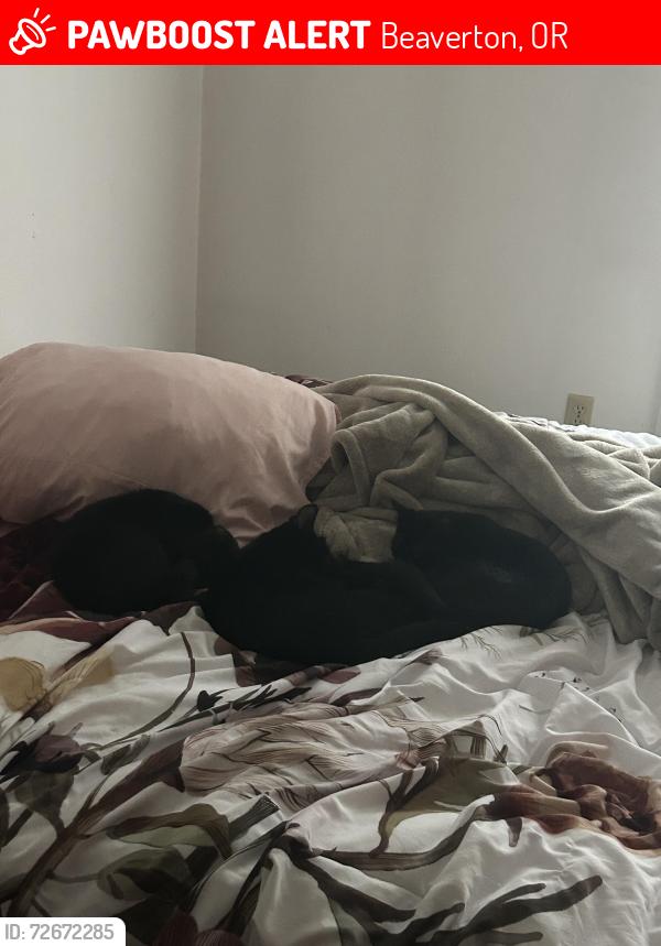 Lost Female Cat last seen Clark hill , Beaverton, OR 97007