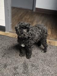 Found/Stray Female Dog last seen Sweetbirtch Dr Riverside Ohio, Dayton, OH 45424