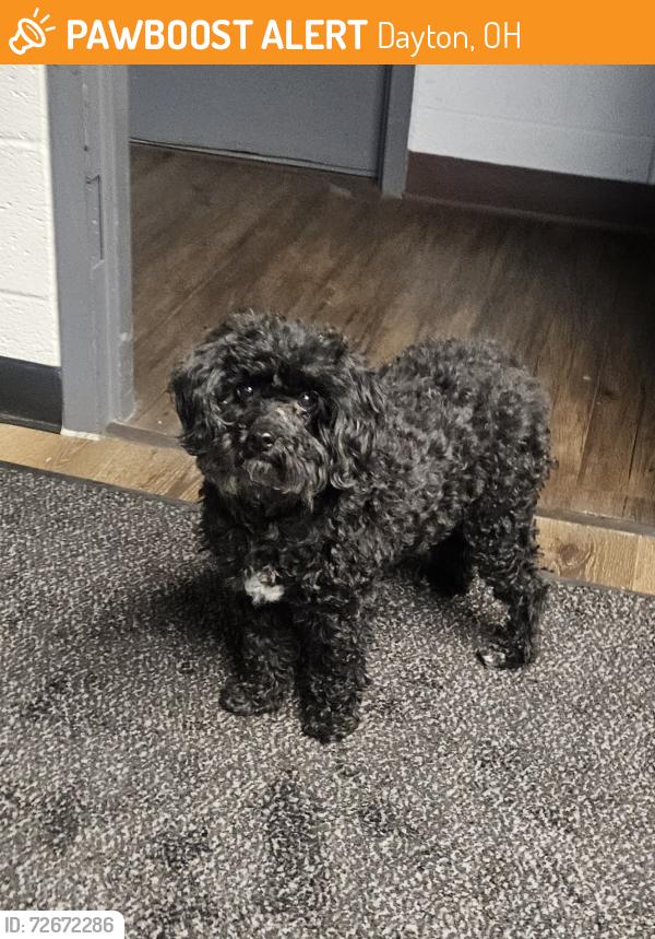 Found/Stray Female Dog last seen Sweetbirtch Dr Riverside Ohio, Dayton, OH 45424
