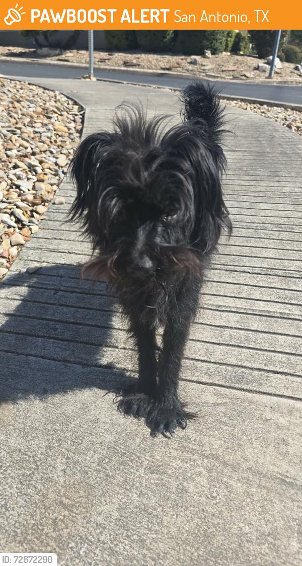 Found/Stray Unknown Dog last seen Royal Ridge subdivision, San Antonio, TX 78239