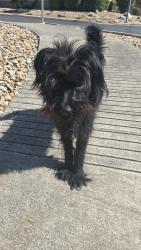 Found/Stray Unknown Dog last seen Royal Ridge subdivision, San Antonio, TX 78239