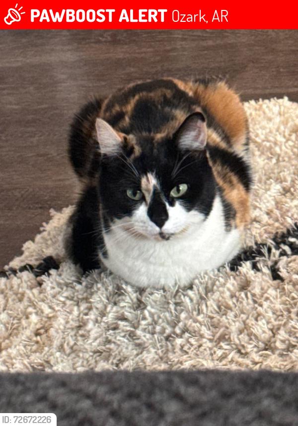 Lost Female Cat last seen N. 18th st./ AR 23 across from Walmart in ozark, Ozark, AR 72949
