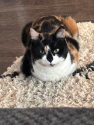 Lost Female Cat last seen N. 18th st./ AR 23 across from Walmart in ozark, Ozark, AR 72949