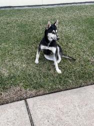 Found/Stray Unknown Dog last seen Fm 2920 and hwy 249 tomball, Tomball, TX 77377