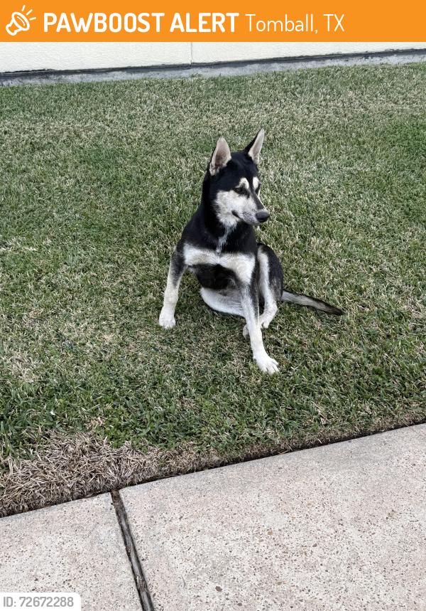 Found/Stray Unknown Dog last seen Fm 2920 and hwy 249 tomball, Tomball, TX 77377