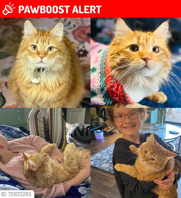 Lost Male Cat last seen Highland Dr and Ft Union, Cottonwood Heights, UT 84121