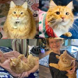 Lost Male Cat last seen Highland Dr and Ft Union, Cottonwood Heights, UT 84121