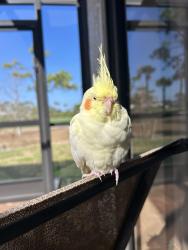 Found/Stray Unknown Bird last seen Palmetto Pine Country Club , Cape Coral, FL 33991