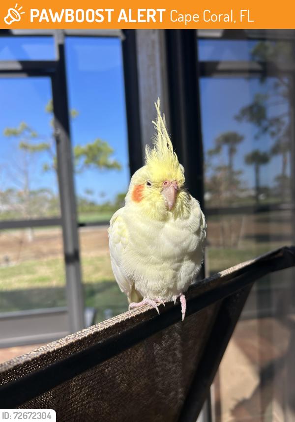 Found/Stray Unknown Bird last seen Palmetto Pine Country Club , Cape Coral, FL 33991