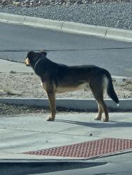 Found/Stray Male Dog last seen Twinberry and 17th going towards the park, Rio Rancho, NM 87144