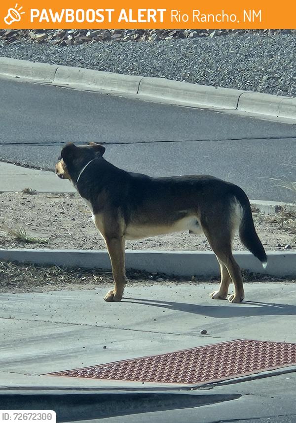 Found/Stray Male Dog last seen Twinberry and 17th going towards the park, Rio Rancho, NM 87144