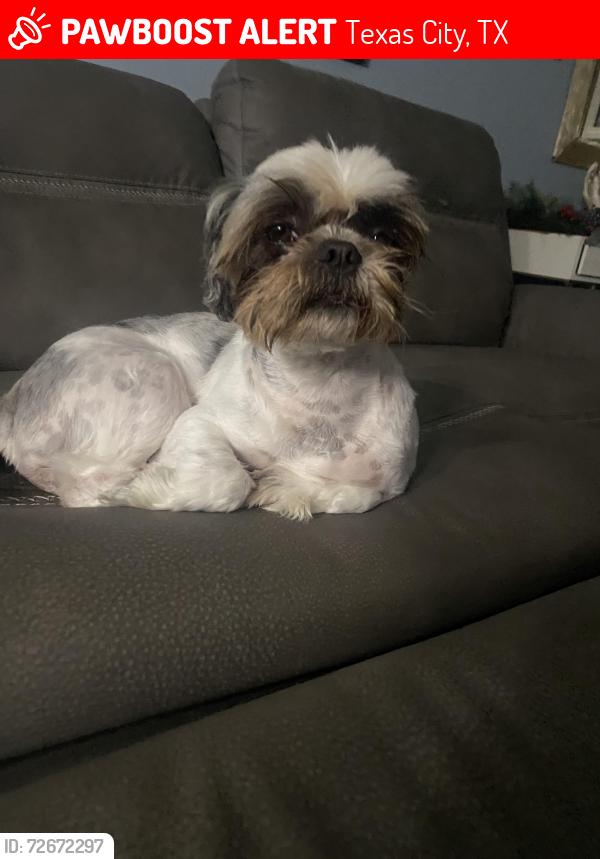 Lost Male Dog last seen 8th ave n street texas city, Texas City, TX 77590