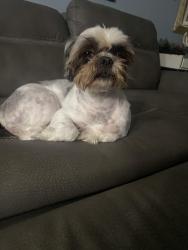 Lost Male Dog last seen 8th ave n street texas city, Texas City, TX 77590