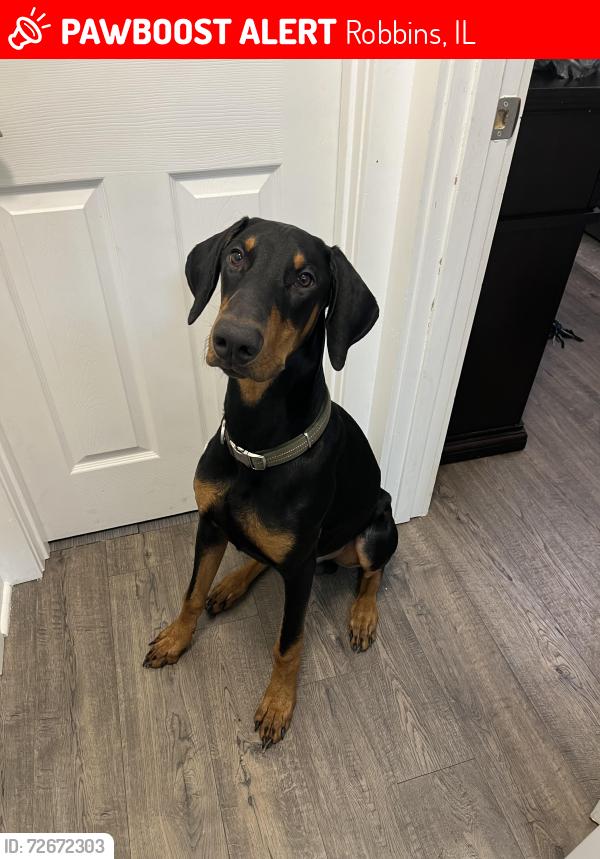 Lost Male Dog last seen Near S Kedzie Ave Robbins, IL  60472 United States, Robbins, IL 60472
