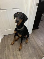 Lost Male Dog last seen Near S Kedzie Ave Robbins, IL  60472 United States, Robbins, IL 60472