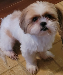 Lost Male Dog last seen Los Fresnos, Los Fresnos, TX 78566