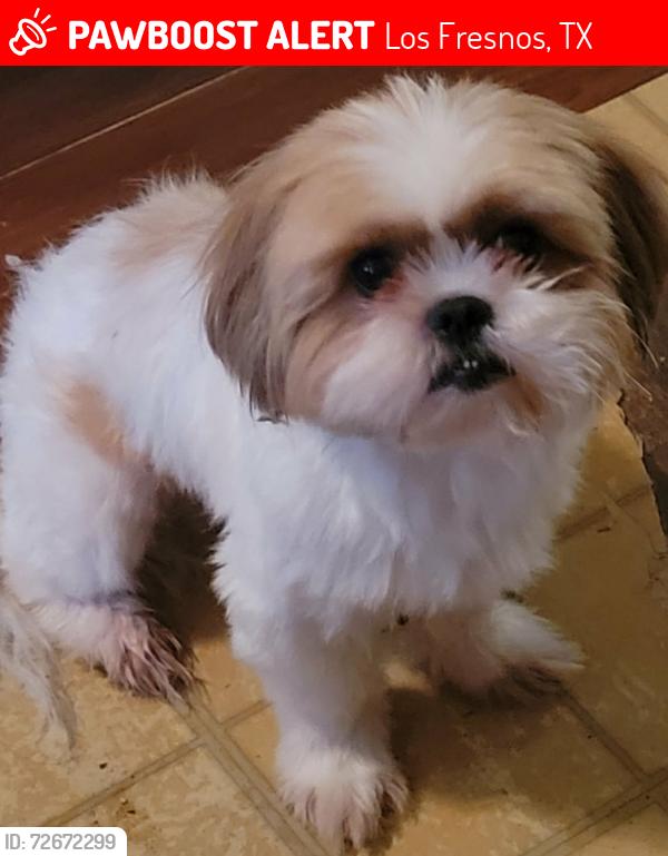 Lost Male Dog last seen Los Fresnos, Los Fresnos, TX 78566