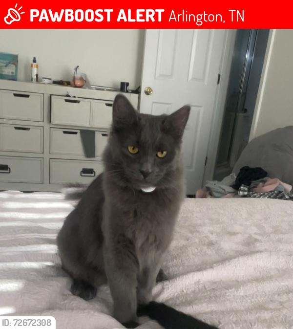Lost Male Cat last seen Arlington Middle School and the Cemetery , Arlington, TN 38002