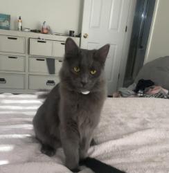 Lost Male Cat last seen Arlington Middle School and the Cemetery , Arlington, TN 38002