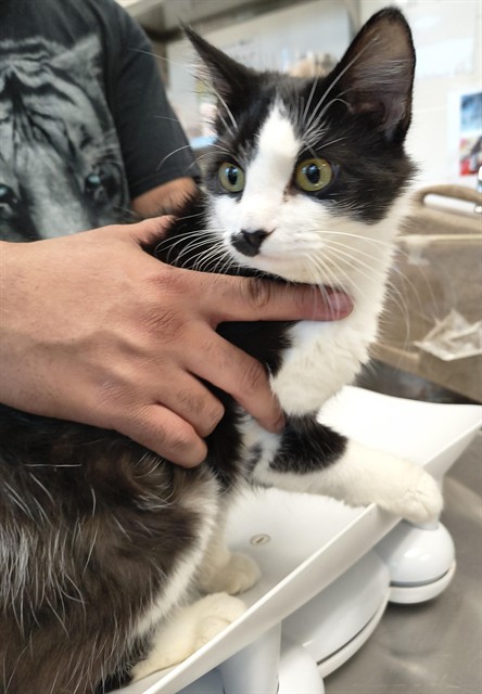 Shelter Stray Female Cat last seen ALAMANCE COUNTY, Green Level, NC 27217