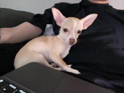 Lost Female Dog last seen Arrowhead Villas RD and Pine Cone Way and Community DR, Lake Arrowhead, CA 92352
