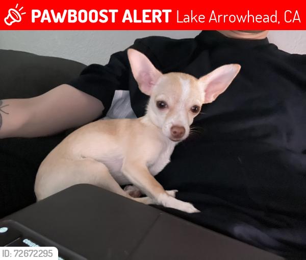 Lost Female Dog last seen Arrowhead Villas RD and Pine Cone Way and Community DR, Lake Arrowhead, CA 92352