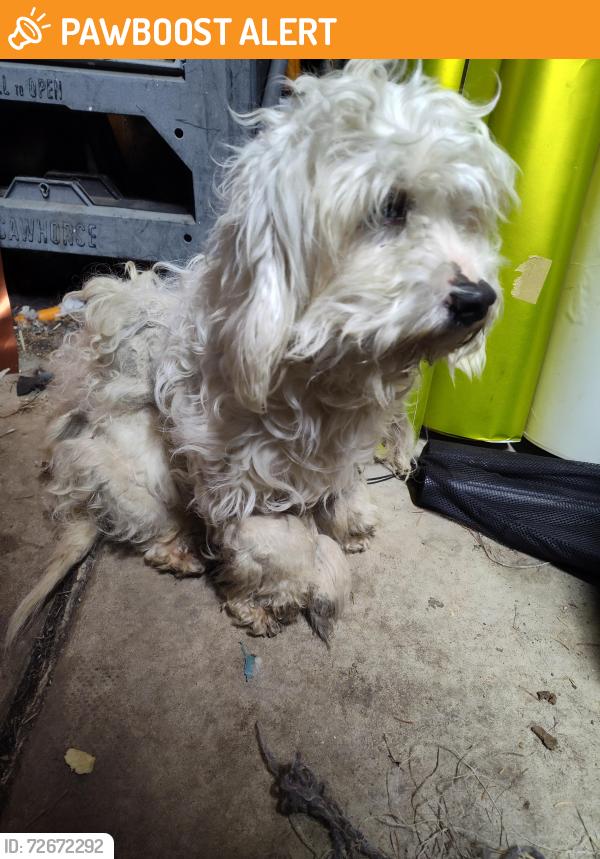 Found/Stray Unknown Dog last seen Pellham & Vanborn, Dearborn Heights, MI 48125