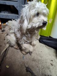Found/Stray Unknown Dog last seen Pellham & Vanborn, Dearborn Heights, MI 48125