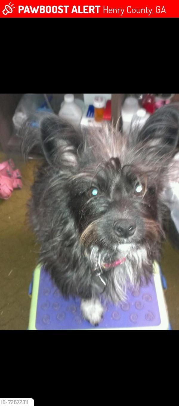 Lost Female Dog last seen East Atlanta road, Henry County, GA 30281
