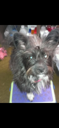 Lost Female Dog last seen East Atlanta road, Henry County, GA 30281