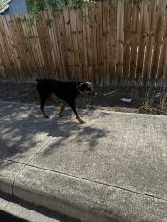 Found/Stray Male Dog last seen Marbach, San Antonio, TX 78227