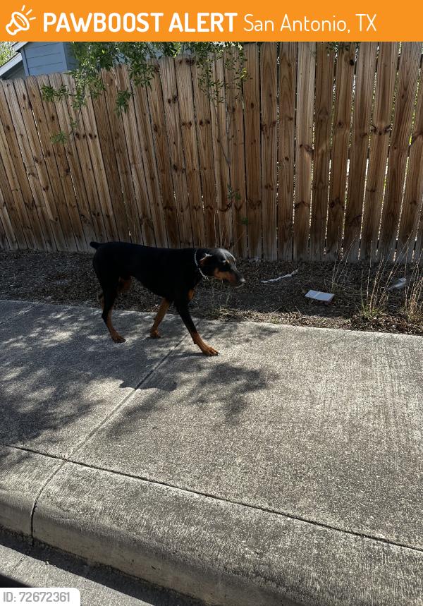 Found/Stray Male Dog last seen Marbach, San Antonio, TX 78227