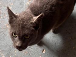 Shelter Stray Unknown Cat last seen LAKESHORE DR/LAKE DORA PINE SUB MT DORA 32757, Deer Island, FL 32778